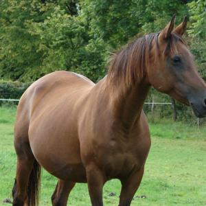 GAZELLAH ZA (’96) – Baie