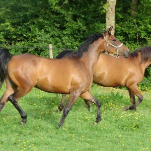 GAZELLAH ZA (’96) – Baie