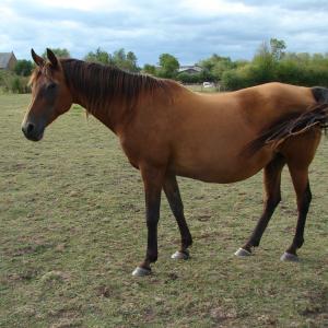 GAZELLAH ZA (’96) – Baie