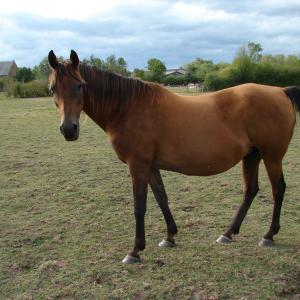 GAZELLAH ZA (’96) – Baie