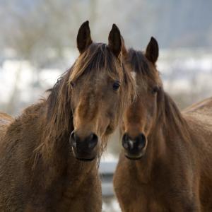 GAZELLAH ZA (’96) – Baie