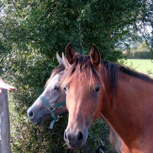 GAZELLAH ZA (’96) – Baie