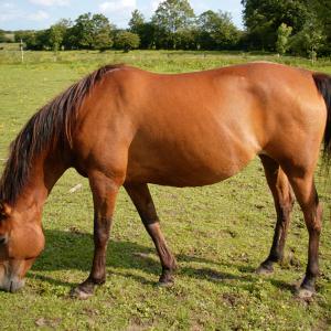 GAZELLAH ZA (’96) – Baie