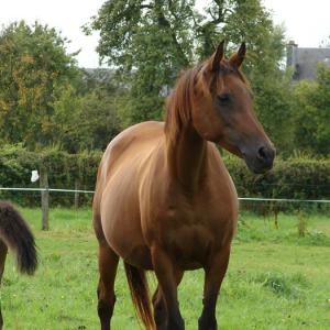 GAZELLAH ZA (’96) – Baie