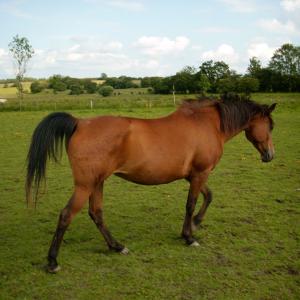 GAZELLAH ZA (’96) – Baie