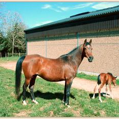 KARABELNAIA SU (’89) – Baie