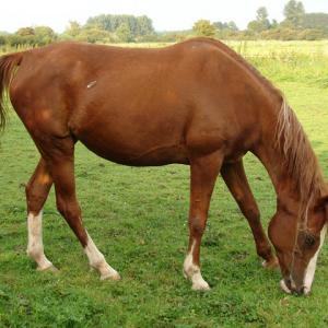 ANIQA ABA KIMAR MMN (’82) – Alezane