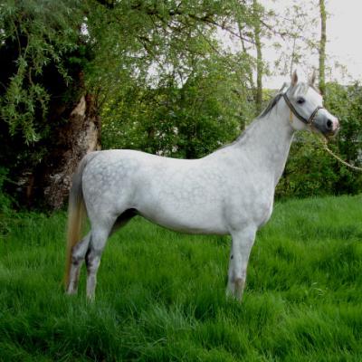 ENERYDA PL (’07) – Grise