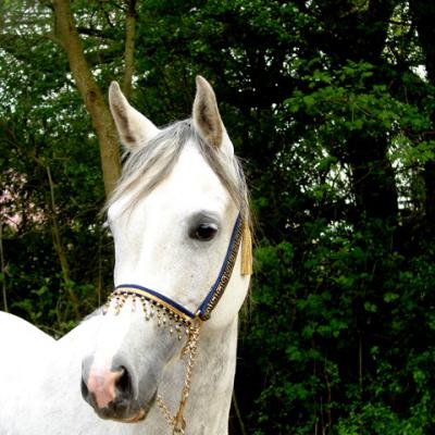 ENERYDA PL (’07) – Grise