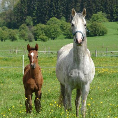 ENERYDA PL (’07) – Grise