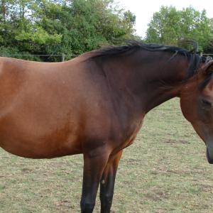 GRAZYNA ZA (’11) – Baie