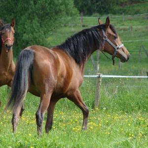 GRAZYNA ZA (’11) – Baie