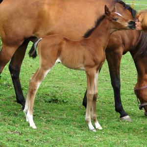 GRAZYNA ZA (’11) – Baie