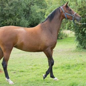 GRAZYNA ZA (’11) – Baie