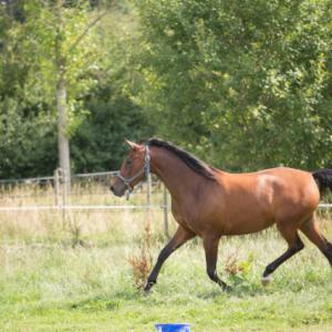 GRAZYNA ZA (’11) – Baie