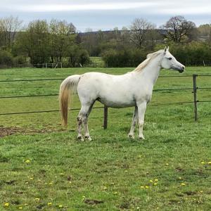 EMARIA (’13) – Grise