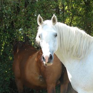 EMARIA (’13) – Grise