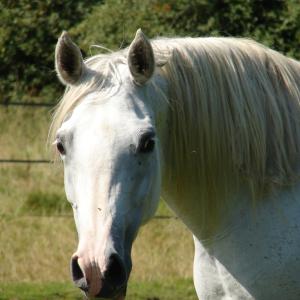 EMARIA (’13) – Grise