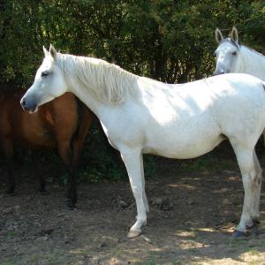 EMARIA (’13) – Grise