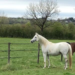 EMARIA (’13) – Grise