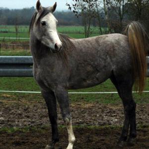 EMARIA (’13) – Grise