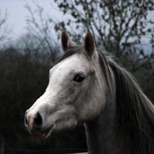 EMARIA (’13) – Grise