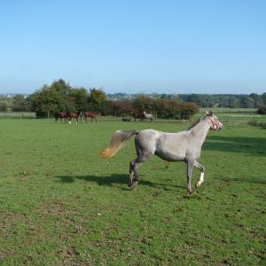 EMARIA (’13) – Grise