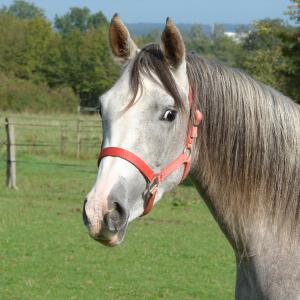 EMARIA (’13) – Grise