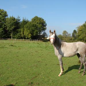 EMARIA (’13) – Grise