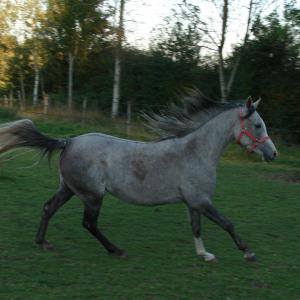 EMARIA (’13) – Grise