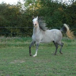 EMARIA (’13) – Grise