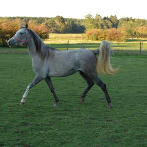 EMARIA (’13) – Grise