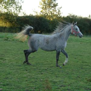 EMARIA (’13) – Grise