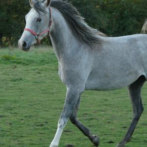 EMARIA (’13) – Grise