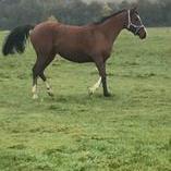 SAVANAH ZA (’15) – Baie