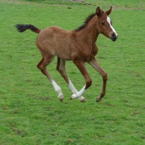 SAVANAH ZA (’15) – Baie