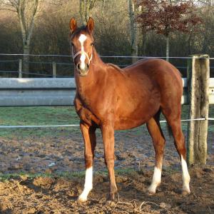 SAVANAH ZA (’15) – Baie