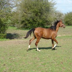 SAVANAH ZA (’15) – Baie