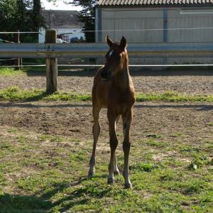 WANILIJA ZA (’15) – Baie