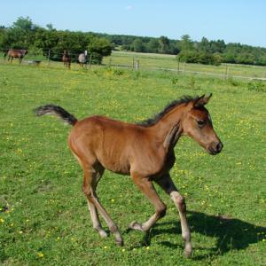 WANILIJA ZA (’15) – Baie