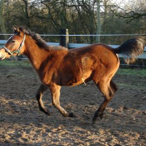 WANILIJA ZA (’15) – Baie