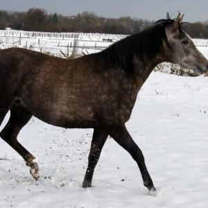 ENIGMA ZA (’13) – Grise