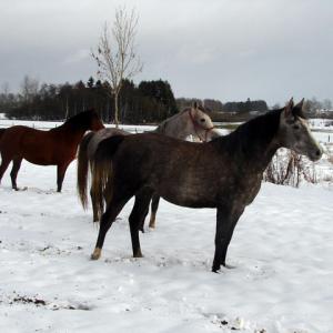 ENIGMA ZA (’13) – Grise