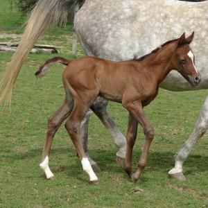 ENIGMA ZA (’13) – Grise