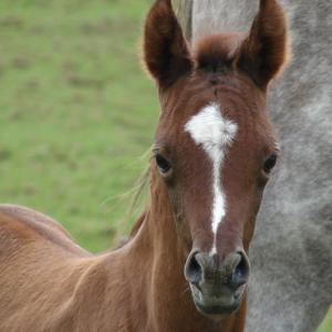 ENIGMA ZA (’13) – Grise