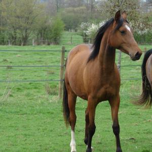 WOLGA ZA (’12) – Baie