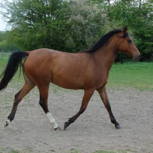 WOLGA ZA (’12) – Baie