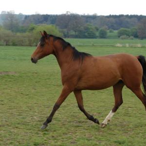 WOLGA ZA (’12) – Baie