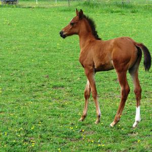 WOLGA ZA (’12) – Baie