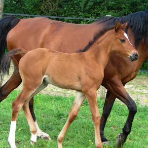 WOLGA ZA (’12) – Baie